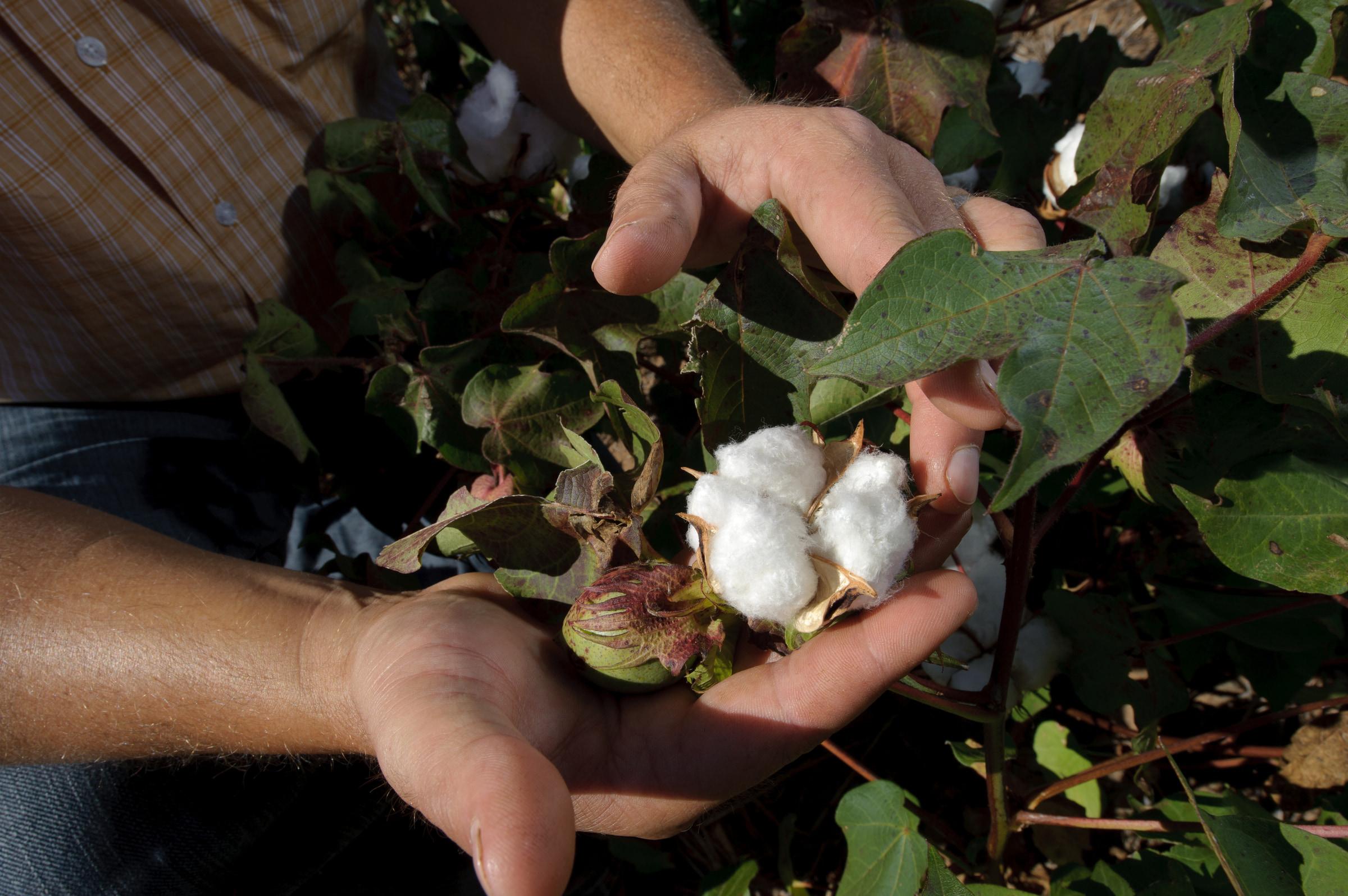 A cotton boll opened in the hand, before any of it is cloth